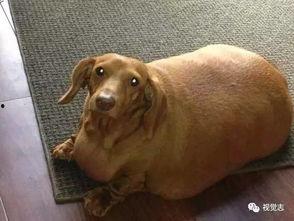 猪狗不如图片,揭示社会底层生存现状的深刻反思